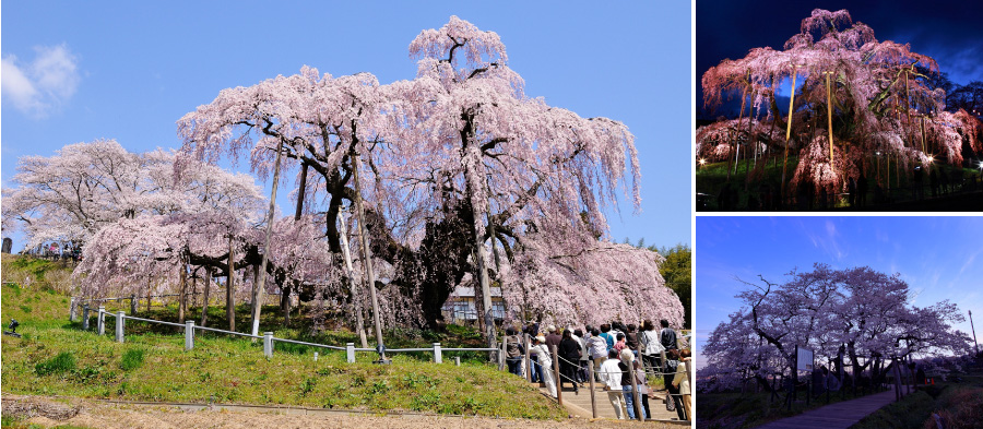 三春滝桜（三春町）
