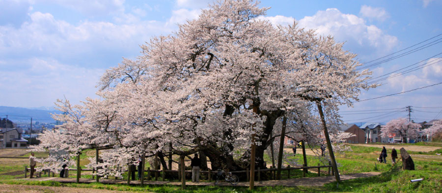 石部桜（会津若松市）