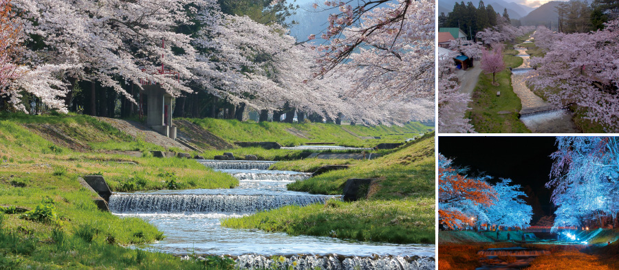 石部桜（会津若松市）