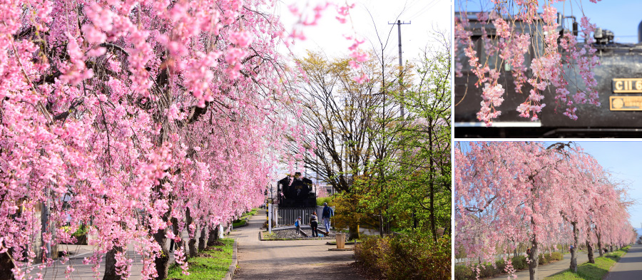 日中線のしだれ桜（喜多方市）