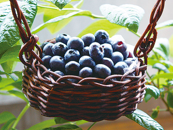 グリーンシーズンプレミアム