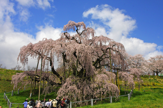 福島 桜の名所と開花情報15 三春滝桜 磐梯山を一望できる高級リゾート裏磐梯高原ホテル 公式