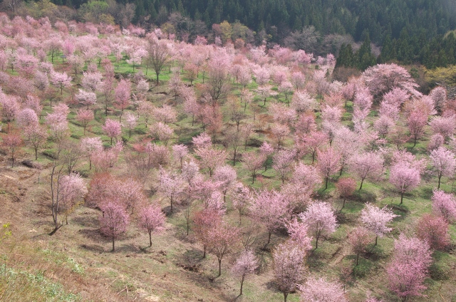 福島 桜の名所と開花情報15 桜峠 磐梯山を一望できる高級リゾート裏磐梯高原ホテル 公式 福島 桜の名所と開花情報15 桜峠 磐梯山を一望できる高級リゾート裏磐梯高原ホテル 公式