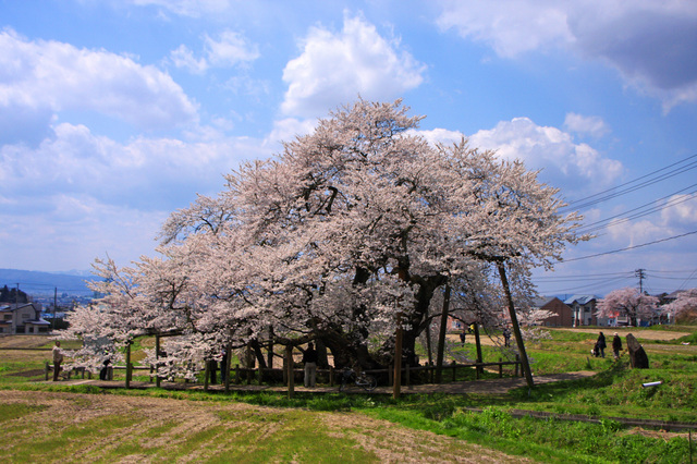 福島 桜の名所と開花情報15 石部桜 磐梯山を一望できる高級リゾート裏磐梯高原ホテル 公式