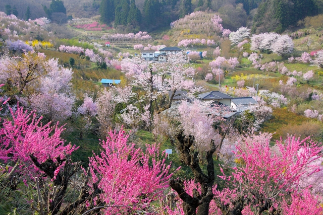 福島市の花見山公園 桜の開花情報17 高級リゾートホテル裏磐梯高原ホテル 公式