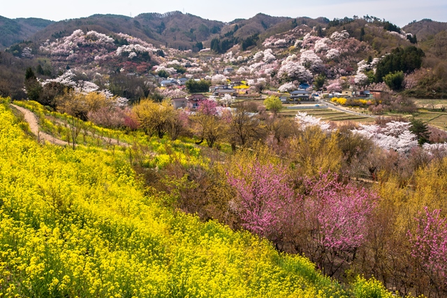 福島市の花見山公園 桜の開花情報17 高級リゾートホテル裏磐梯高原ホテル 公式