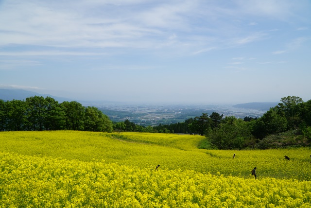 三ノ倉高原 菜の花畑 19 磐梯山を一望できる高級リゾート裏磐梯高原ホテル 公式