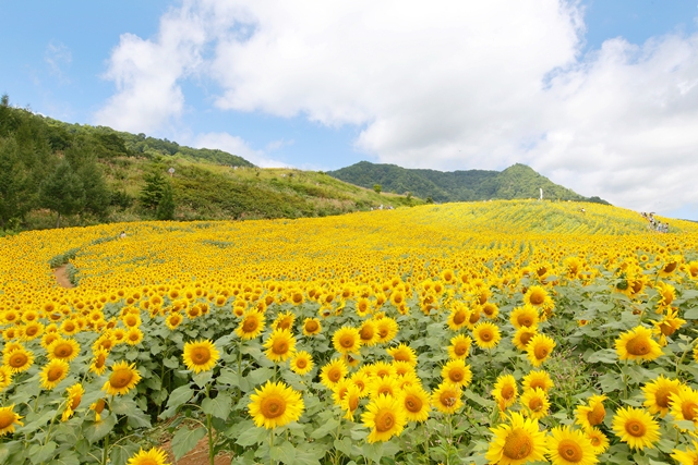 ★706★ 夏くじら ひまわり畑 夕方に咲くひまわり畑 . . ひまわりが見頃で元気に咲いてました