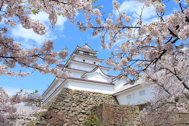 鶴ヶ城公園の桜
