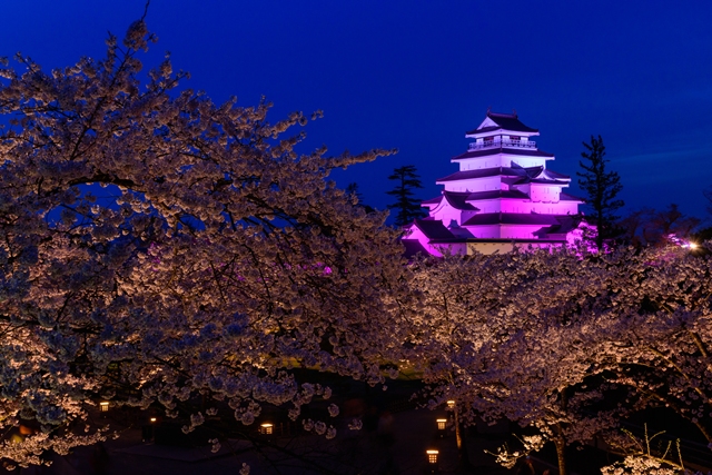 鶴ヶ城公園の桜